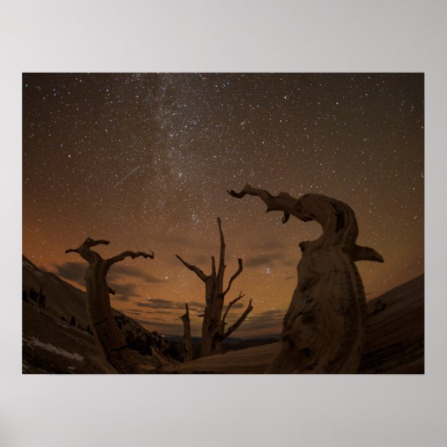 Póster Bosque antiguo de pino bristlecone | California (Frente)