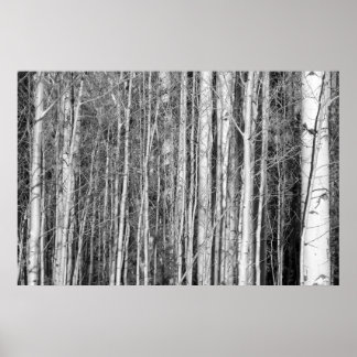 Póster Bosque Aspen