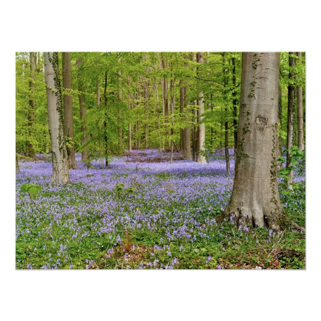 Póster Bosque azul con flores de campanilla azul (Anverso)