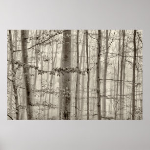 Póster Bosque B&W con niebla matutina detrás de los árbol