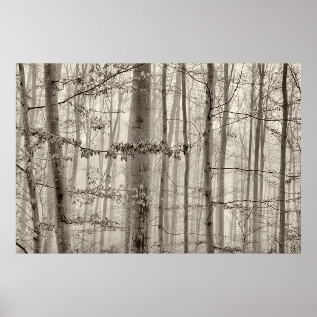 Póster Bosque B&W con niebla matutina detrás de los árbol (Frente)