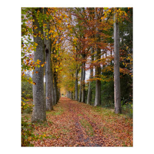 Póster bosque belga en temporada de otoño viaje