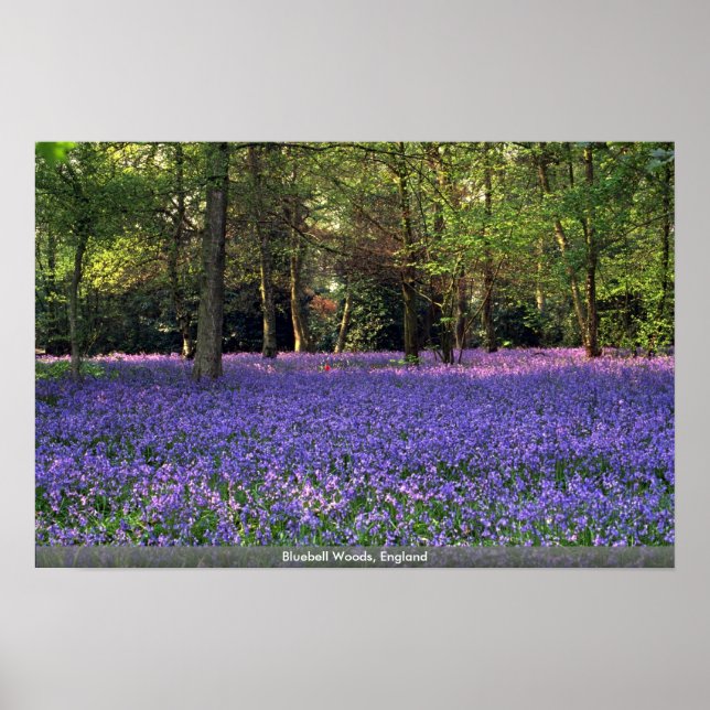 Póster Bosque Bluebell, Inglaterra (Frente)