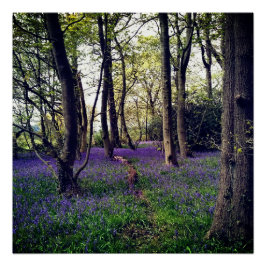 Póster Bosque Bluebells Floral elegante Belleza