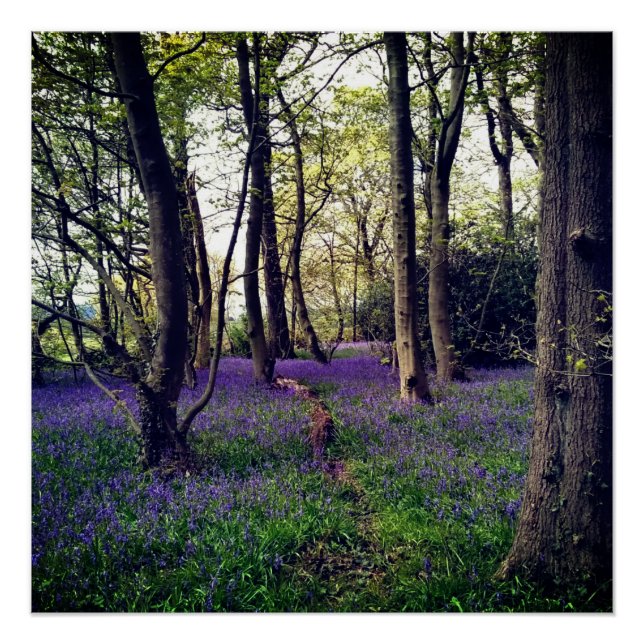 Póster Bosque Bluebells Floral elegante Belleza (Anverso)