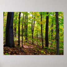 Bosque Canadiense A La Luz Del Sol