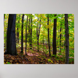 Póster Bosque Canadiense A La Luz Del Sol