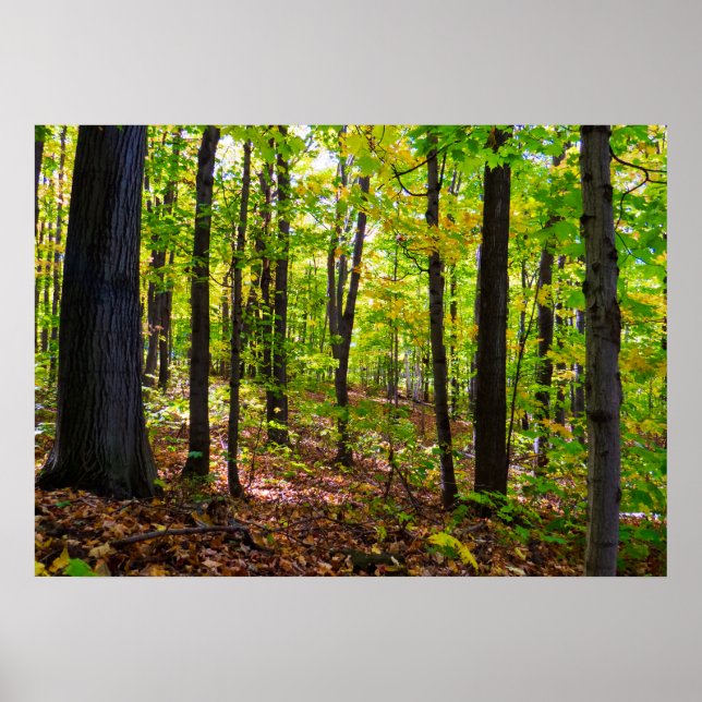 Póster Bosque Canadiense A La Luz Del Sol (Frente)