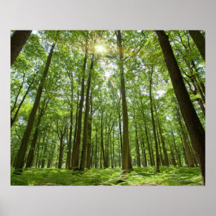 Póster Bosque con sol detrás