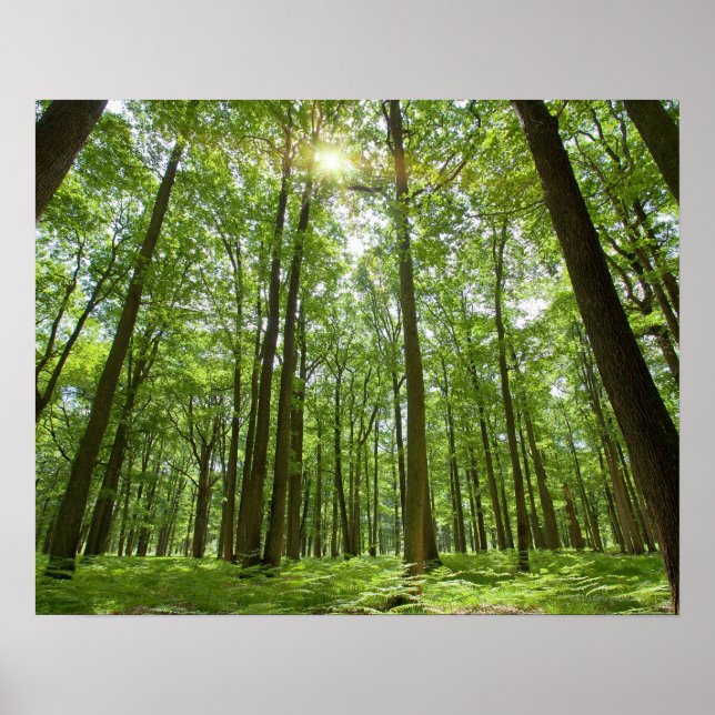 Póster Bosque con sol detrás (Frente)