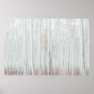 Póster Bosque de abedul plateado de PixDezines