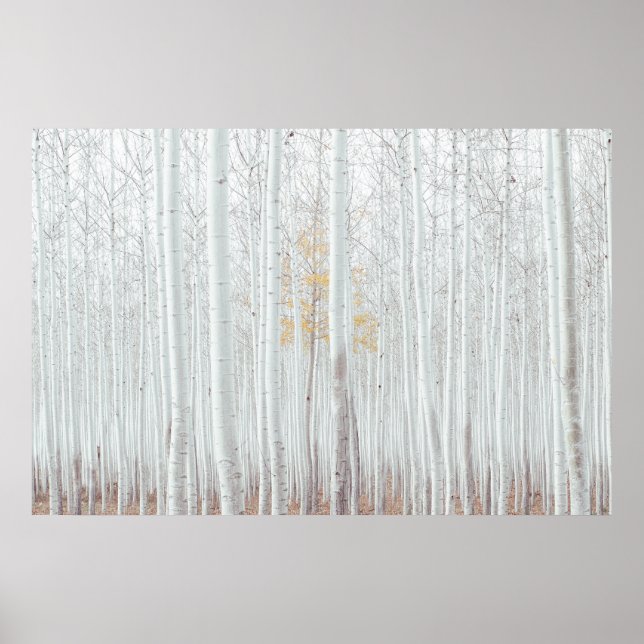 Póster Bosque de abedul plateado de PixDezines (Frente)