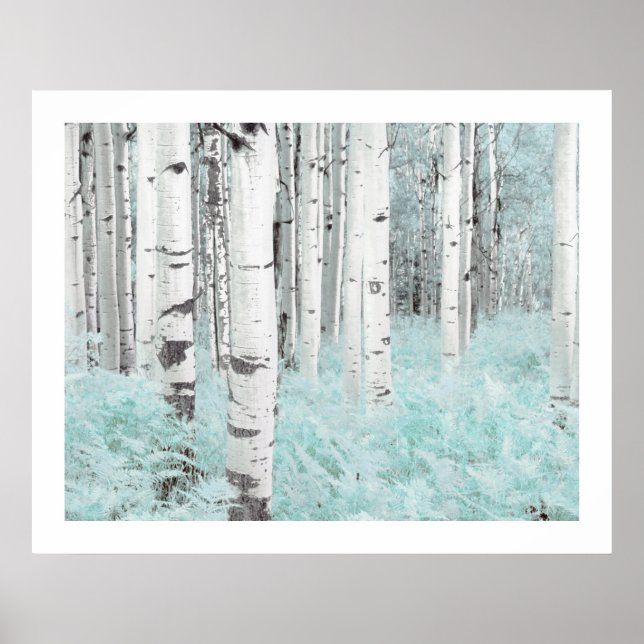 Póster Bosque de abedul plateado PixDezines Helecho azul  (Frente)