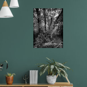 Póster bosque de abedules en blanco y negro