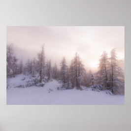 Póster Bosque de abetos y luz solar