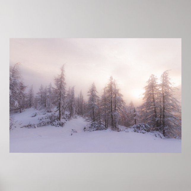 Póster Bosque de abetos y luz solar (Frente)