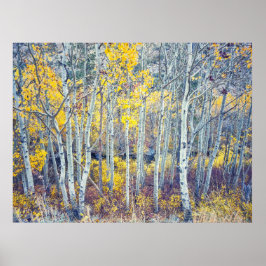 Póster Bosque de álamos