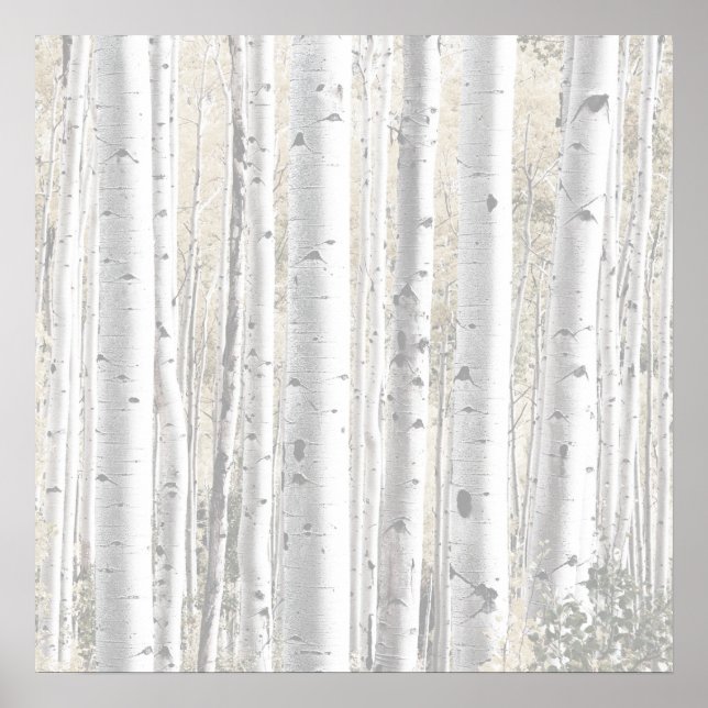 Póster Bosque de árbol de birco blanco de invierno rústic (Frente)