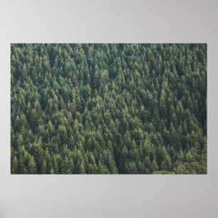 PÓSTER BOSQUE DE ÁRBOL PINO