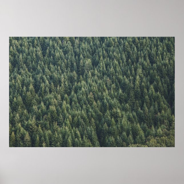 PÓSTER BOSQUE DE ÁRBOL PINO (Frente)
