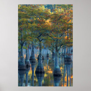 Póster Bosque de árboles cipreses de estanques