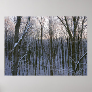 Póster Bosque de árboles nevados