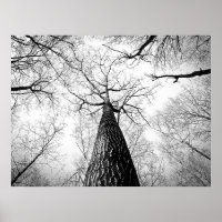 Bosque de árboles otoñales en blanco y negro