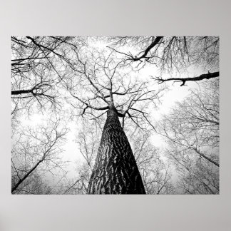 Póster Bosque de árboles otoñales en blanco y negro
