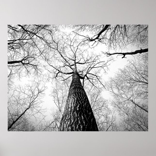 Póster Bosque de árboles otoñales en blanco y negro (Frente)
