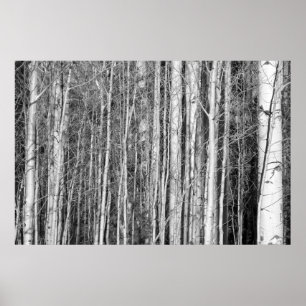 Póster Bosque de Aspen