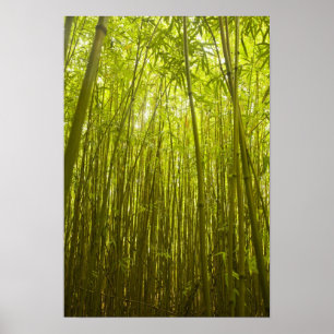 Póster Bosque de bambú cerca de Waikamoi Ridge Trail, Nor