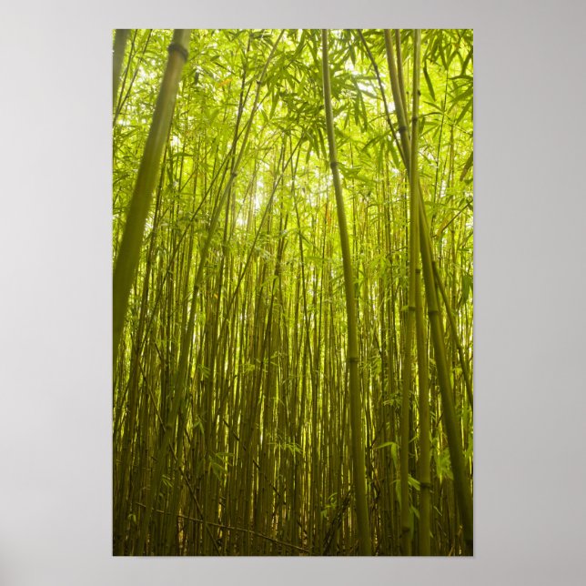 Póster Bosque de bambú cerca de Waikamoi Ridge Trail, Nor (Frente)