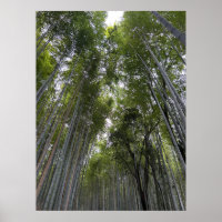 Bosque de Bambú - Kyoto