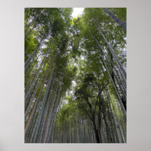 Bosque de Bambú - Kyoto