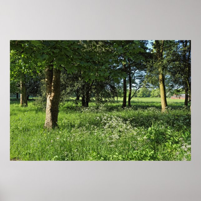 Póster Bosque de Blackweir, Parque Bute, Gales de Cardiff (Frente)