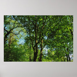 Póster Bosque de Blackweir, Parque Bute, Gales de Cardiff