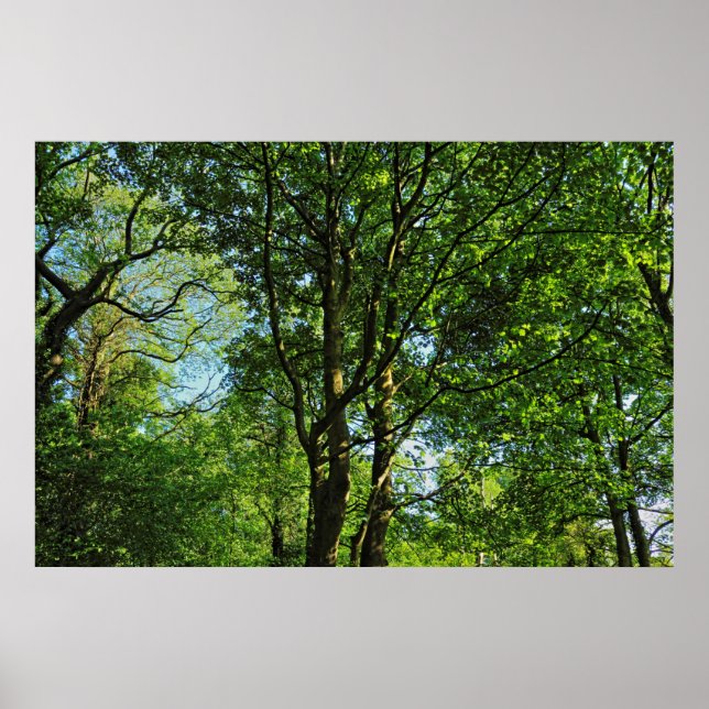 Póster Bosque de Blackweir, Parque Bute, Gales de Cardiff (Frente)