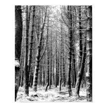 Bosque de bosques de nieve de invierno