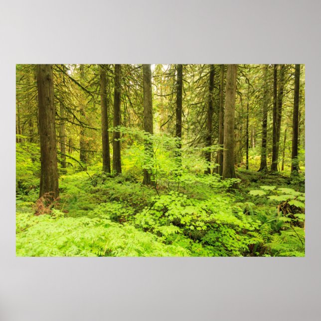 Póster bosque de crecimiento antiguo en los bosques de lo (Frente)