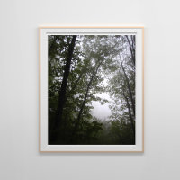 Bosque de dogwoods del Pacífico