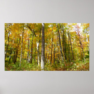 Póster Bosque de hojas amarillas paisaje otoñal