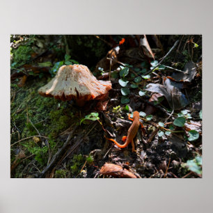 Póster Bosque de hongos