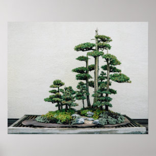 Póster Bosque de Juniper Chino Bonsai