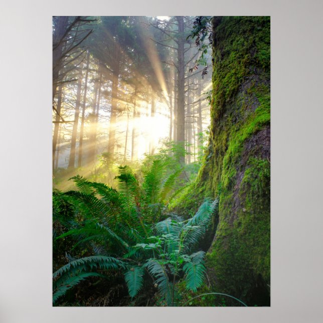 Póster Bosque de la costa del Pacífico, Oregón (Frente)