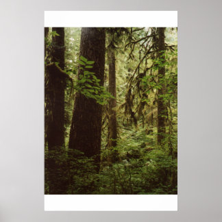 Póster Bosque de lluvia