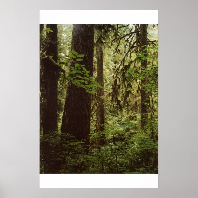 Póster Bosque de lluvia (Frente)
