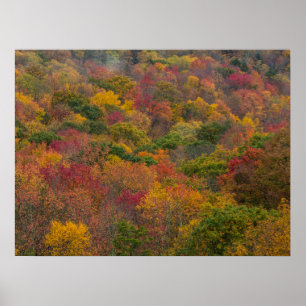 Póster Bosque de madera dura en el condado de Randolph, V