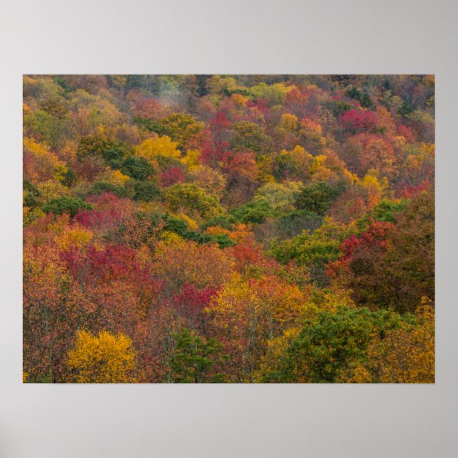 Póster Bosque de madera dura en el condado de Randolph, V (Frente)