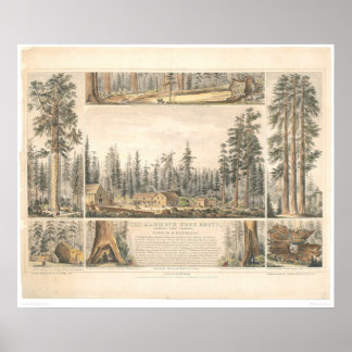 Póster Bosque de mamut (0976A)