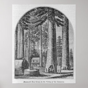 Póster Bosque de mamut en el Valle del